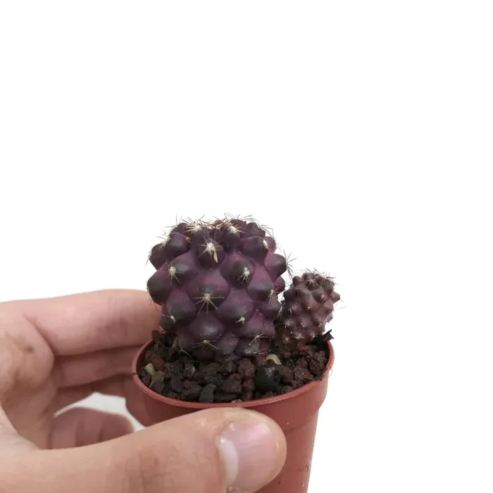 Copiapoa copiapoa griseoviolacea x humilis Y09 - immagine 2