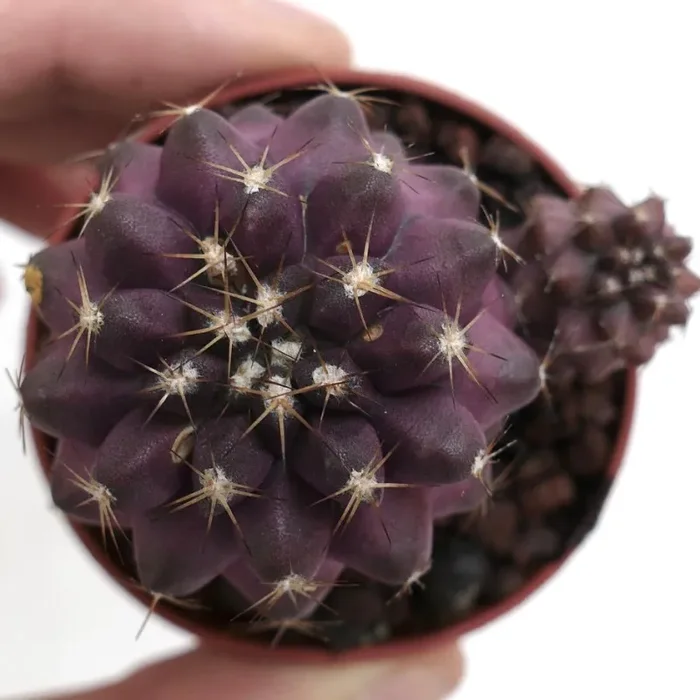 Copiapoa copiapoa griseoviolacea x humilis Y09 - immagine 3