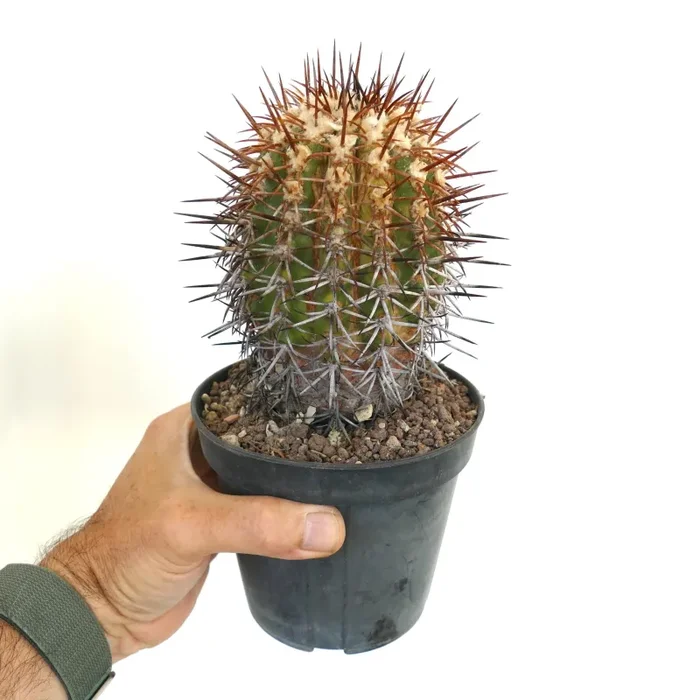 Copiapoa cuprea K21 - immagine 2