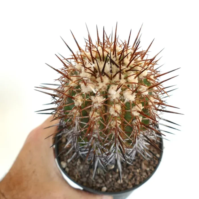 Copiapoa cuprea K21 - immagine 3