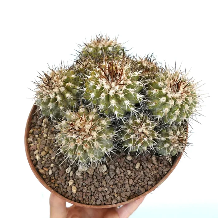 Copiapoa desertorum MPS6 Online ora