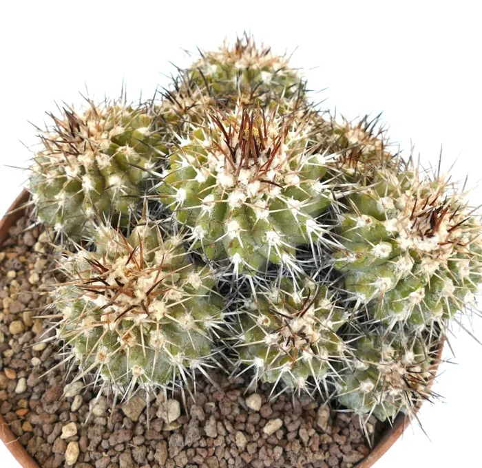 Copiapoa desertorum MPS6 Online ora - immagine 2