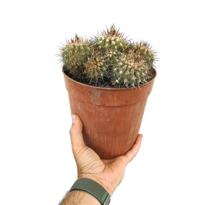 Copiapoa desertorum MPS6 Online ora - immagine 3