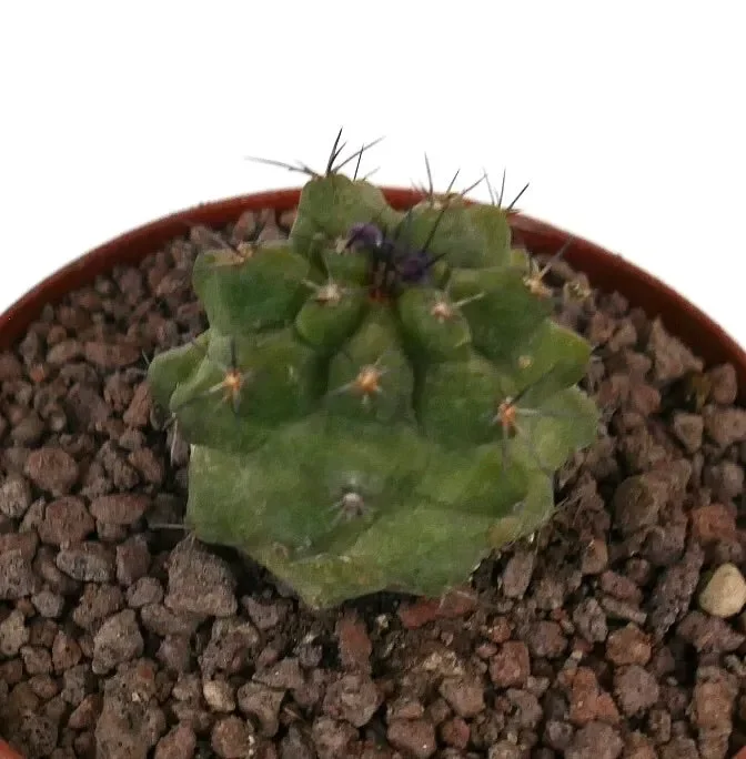 Copiapoa dura x copiapoa cinerea KIKKO GREEN