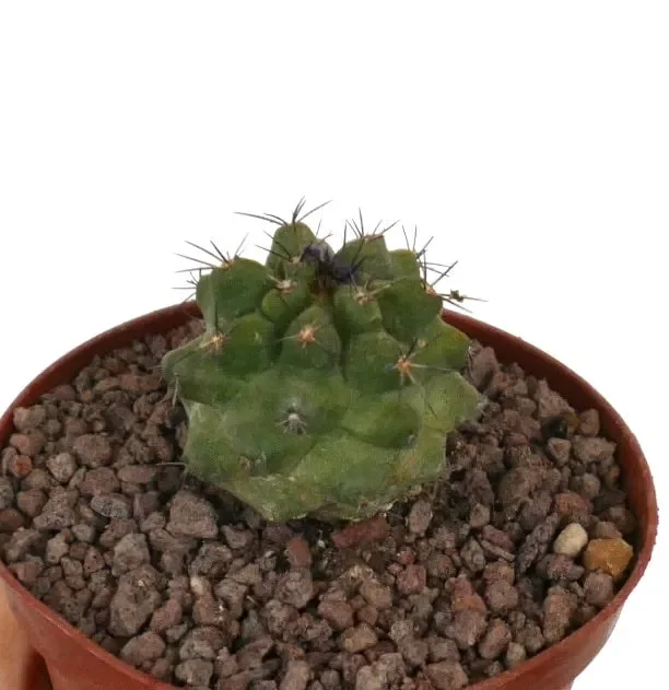 Copiapoa dura x copiapoa cinerea KIKKO GREEN - immagine 2