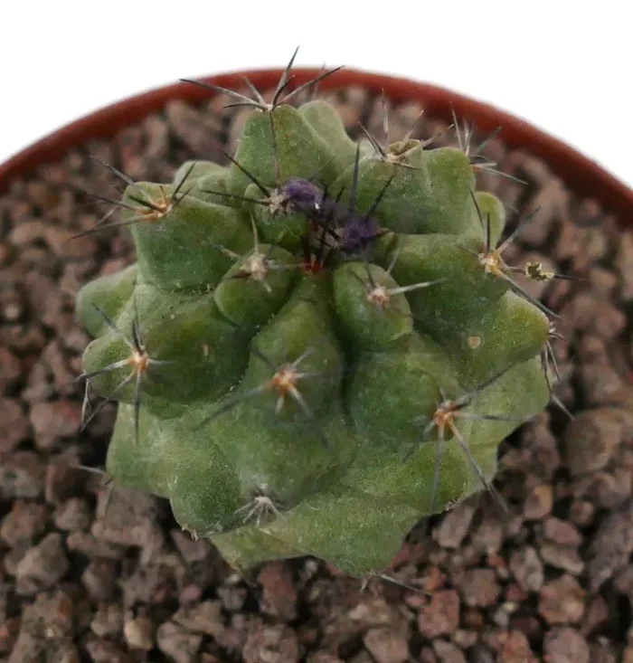 Copiapoa dura x copiapoa cinerea KIKKO GREEN - immagine 3