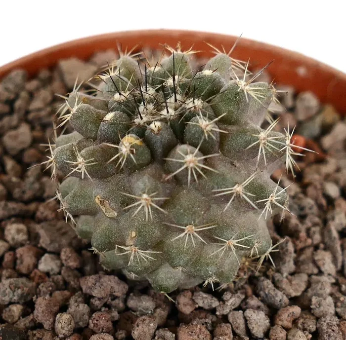 Copiapoa dura x humilis