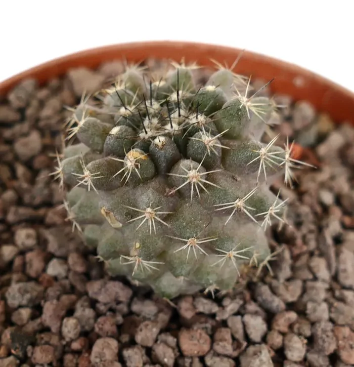 Copiapoa dura x humilis - immagine 2