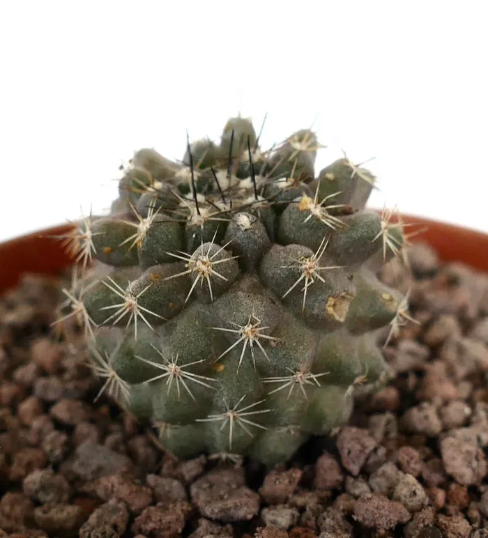 Copiapoa dura x humilis - immagine 3