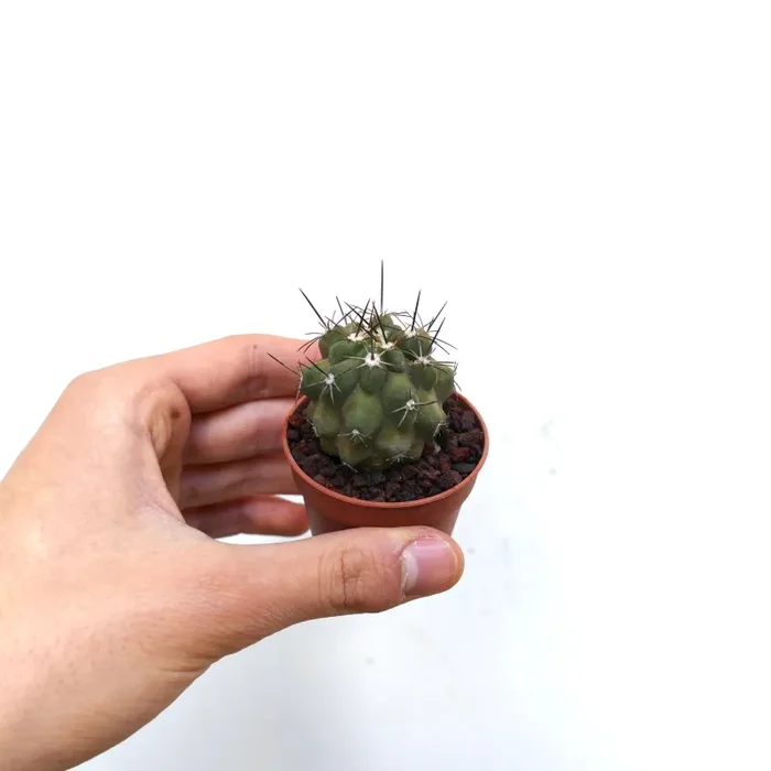 Copiapoa fiedleriana A91 - immagine 2