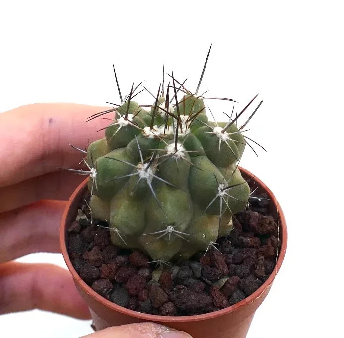 Copiapoa fiedleriana A91 - immagine 3
