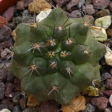 Copiapoa fiedleriana AU1 In saldo