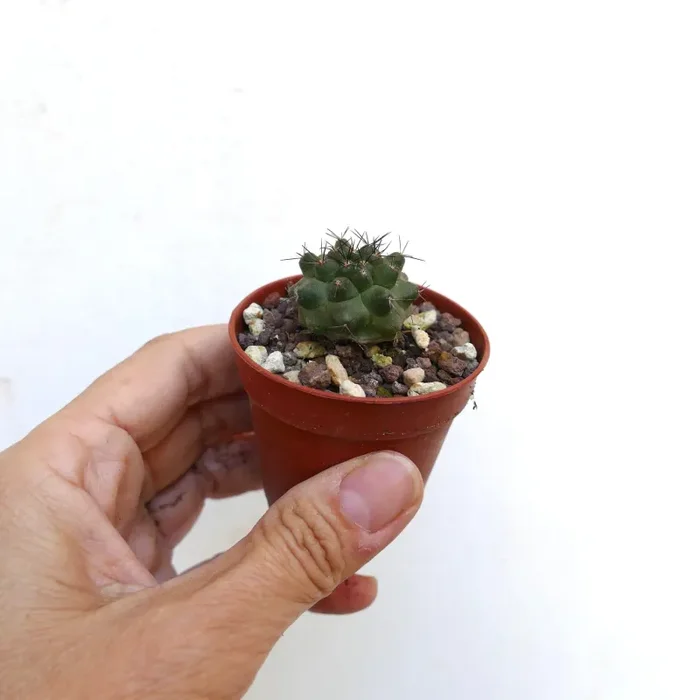Copiapoa fiedleriana AU1 In saldo - immagine 2