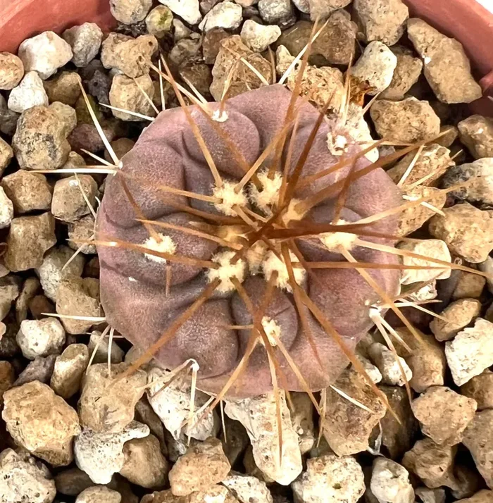 Copiapoa gigantea 75N - immagine 2