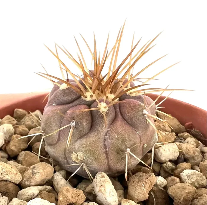 Copiapoa gigantea 75N - immagine 3