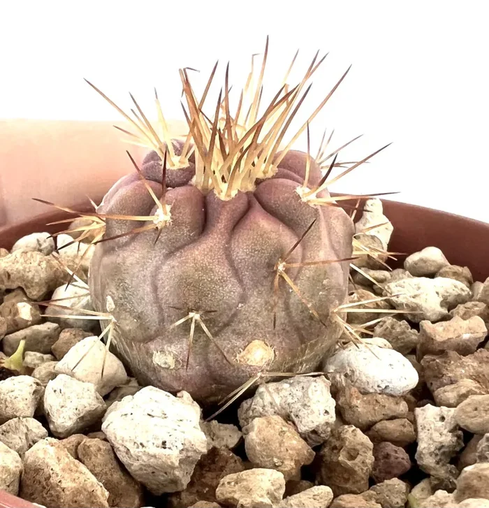 Copiapoa gigantea 7H3P - immagine 2