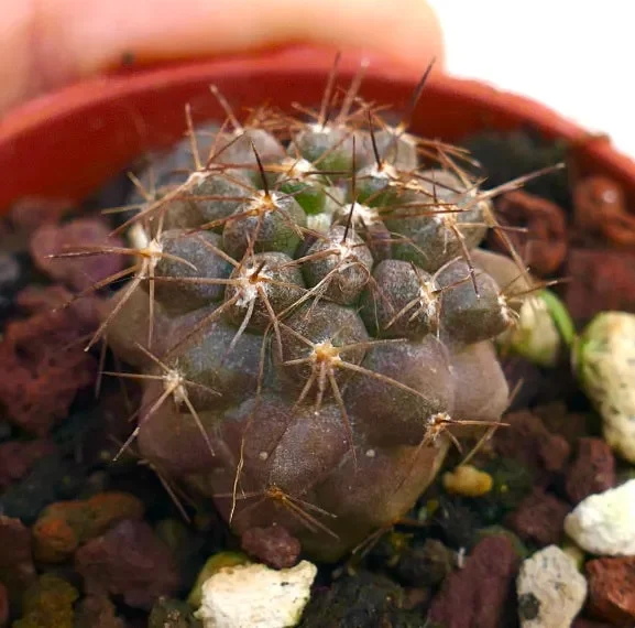 Copiapoa goldii BN8 - immagine 2