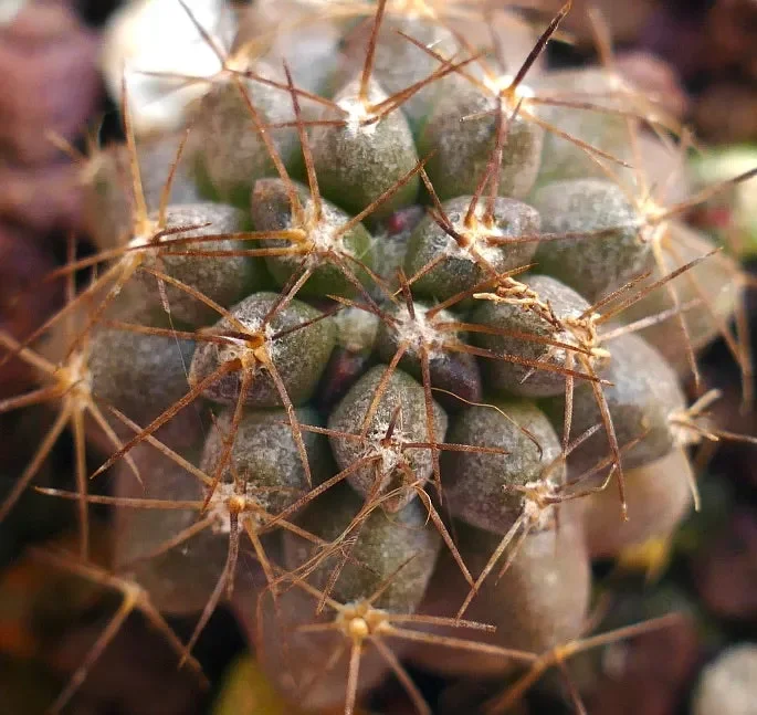 Copiapoa goldii BN8 - immagine 3