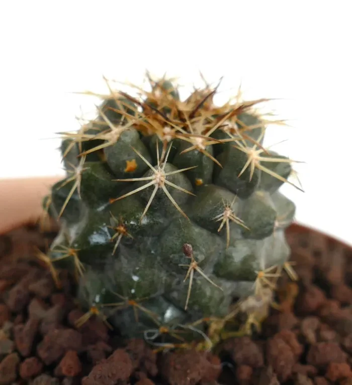 Copiapoa goldii In saldo