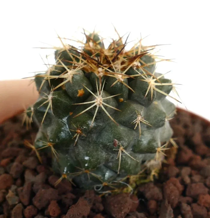 Copiapoa goldii In saldo - immagine 2