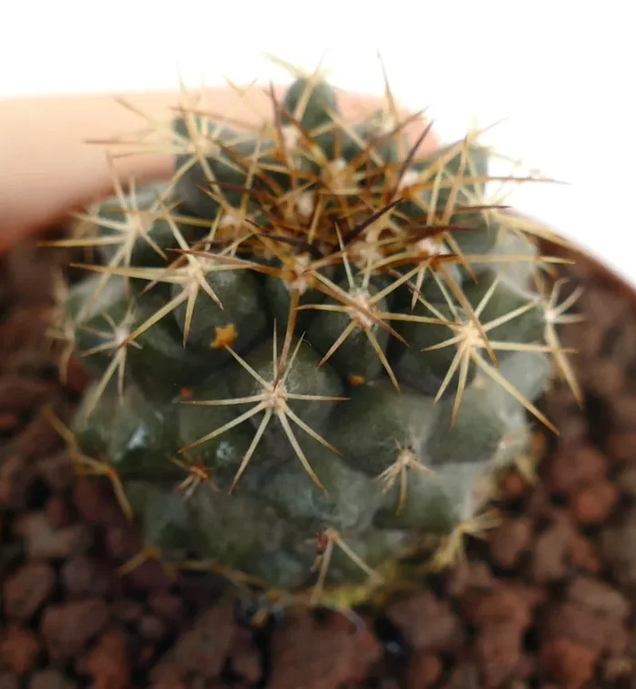 Copiapoa goldii In saldo - immagine 3