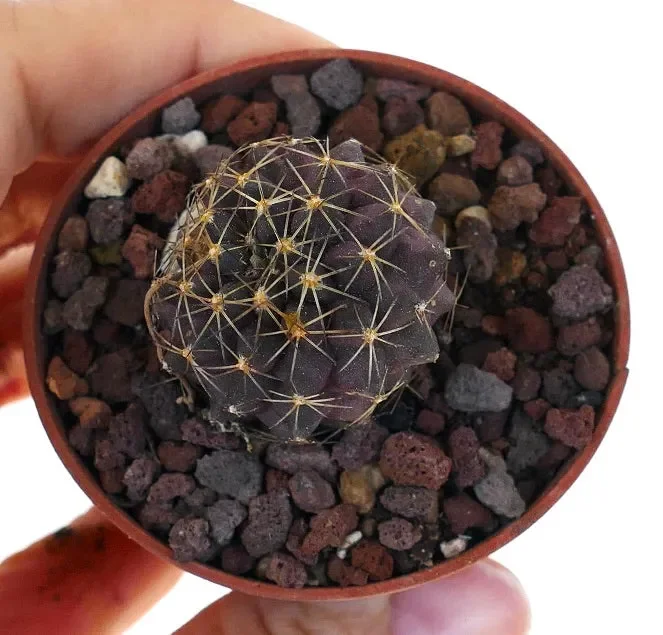 Copiapoa goldii ST3 Online