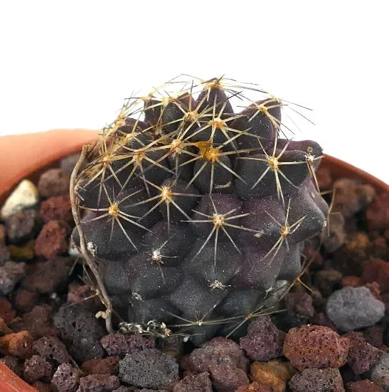 Copiapoa goldii ST3 Online - immagine 2