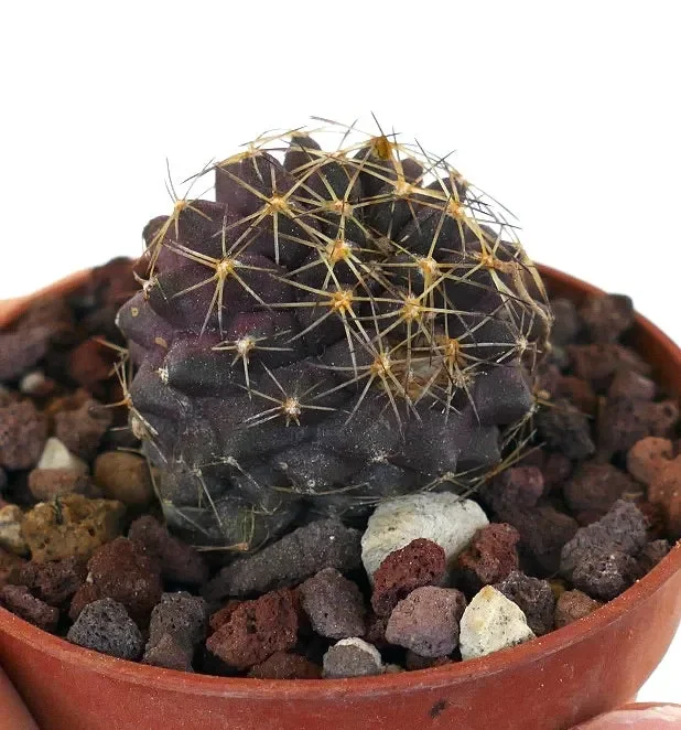 Copiapoa goldii ST3 Online - immagine 3