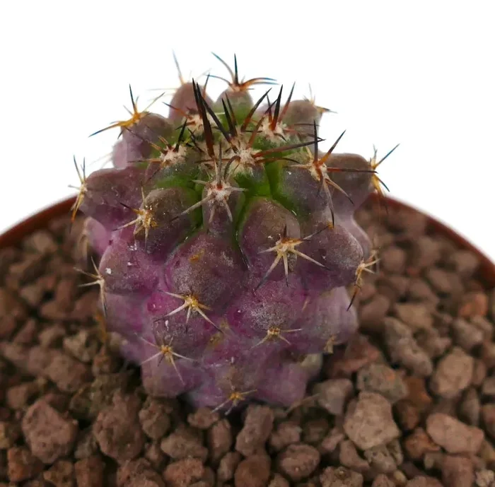 Copiapoa goldii x griseoviolacea PINKISH