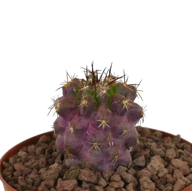 Copiapoa goldii x griseoviolacea PINKISH - immagine 2