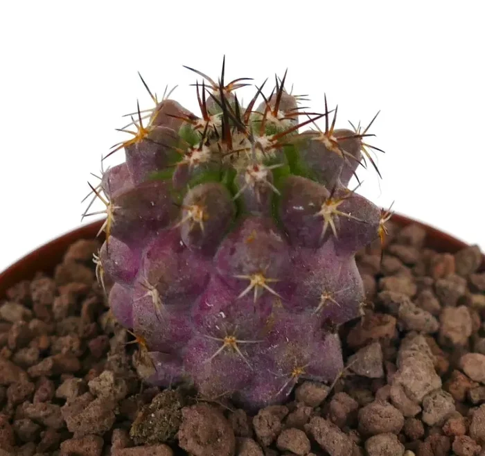 Copiapoa goldii x griseoviolacea PINKISH - immagine 3