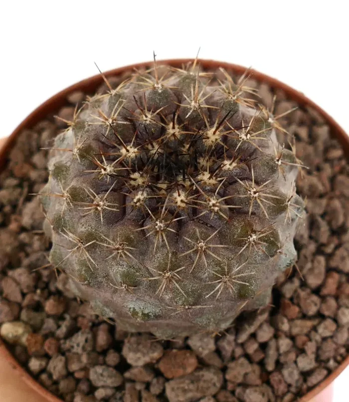Copiapoa goldii x oliviana BROWN