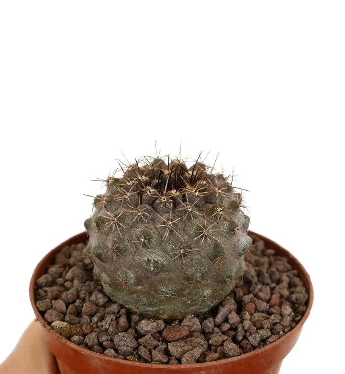 Copiapoa goldii x oliviana BROWN - immagine 2