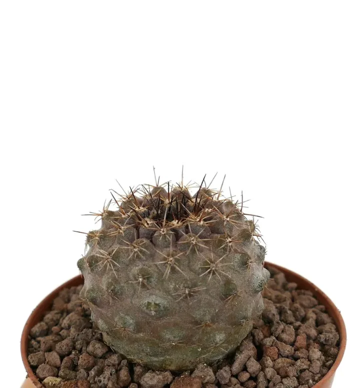 Copiapoa goldii x oliviana BROWN - immagine 3