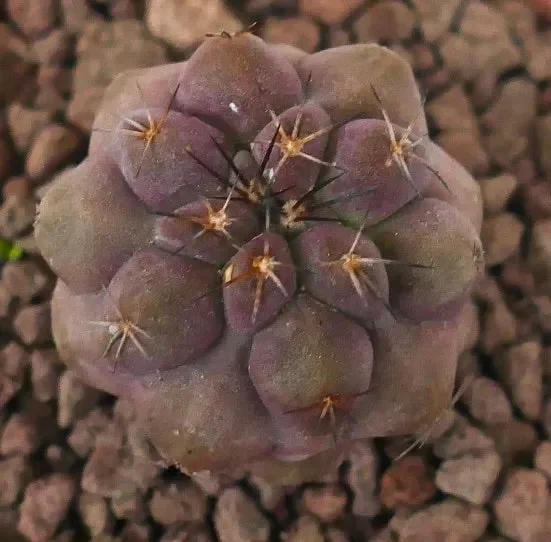 Copiapoa grieseoviolacea x cinerea nudum (Very Rare)