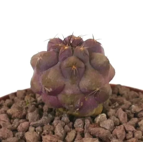 Copiapoa grieseoviolacea x cinerea nudum (Very Rare) - immagine 2