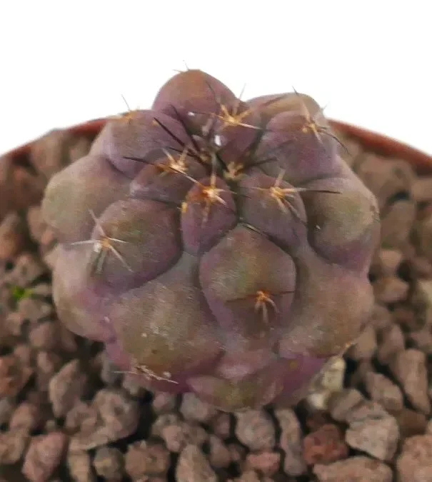 Copiapoa grieseoviolacea x cinerea nudum (Very Rare) - immagine 3