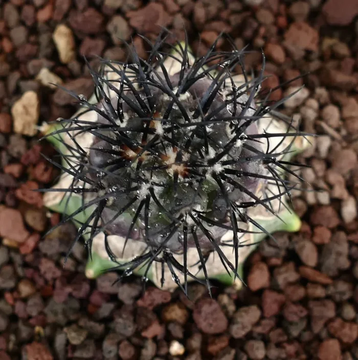 Copiapoa griseoviolacea IJF876