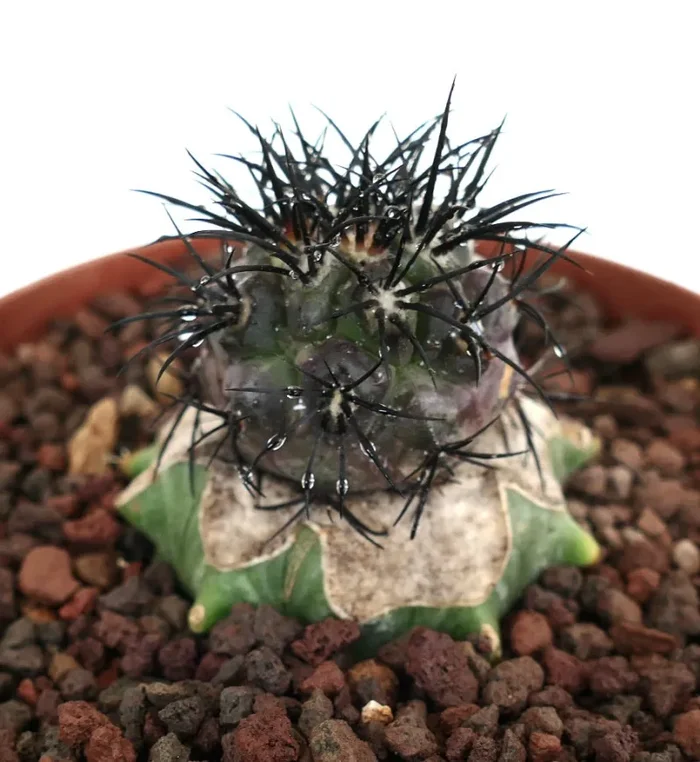 Copiapoa griseoviolacea IJF876 - immagine 2