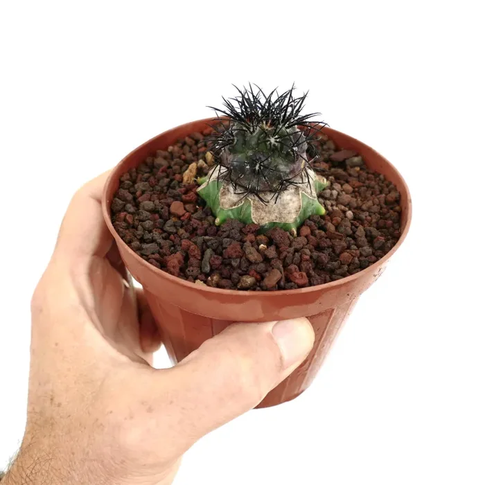 Copiapoa griseoviolacea IJF876 - immagine 3