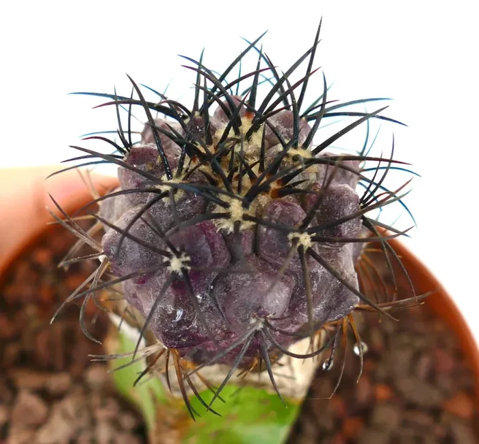 Copiapoa griseoviolacea SELECTED TRI81 Online ora