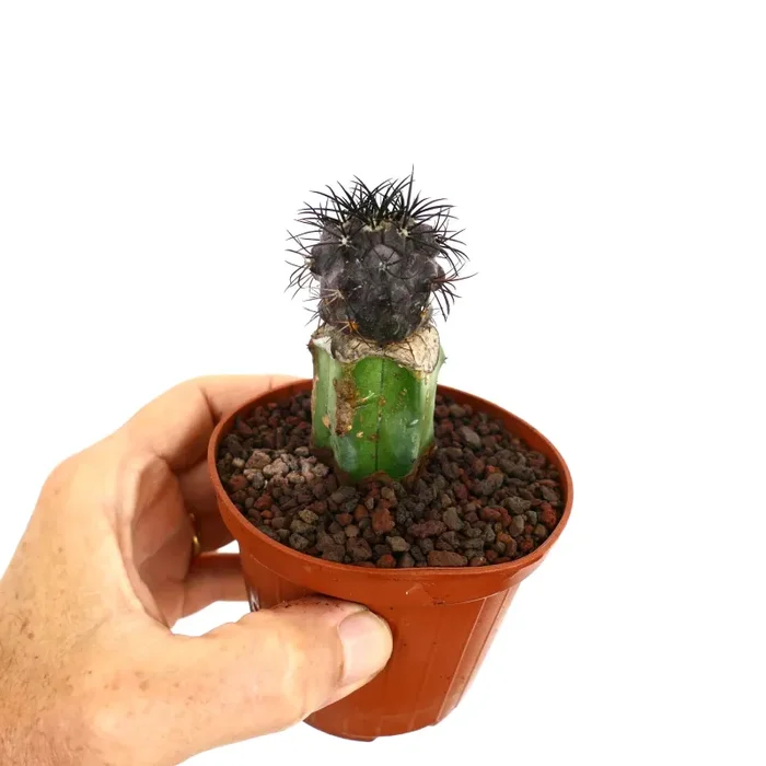 Copiapoa griseoviolacea SELECTED TRI81 Online ora - immagine 2