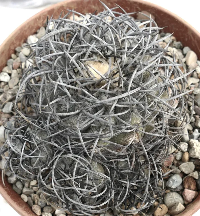 Copiapoa griseoviolacea SEMI Vendita online