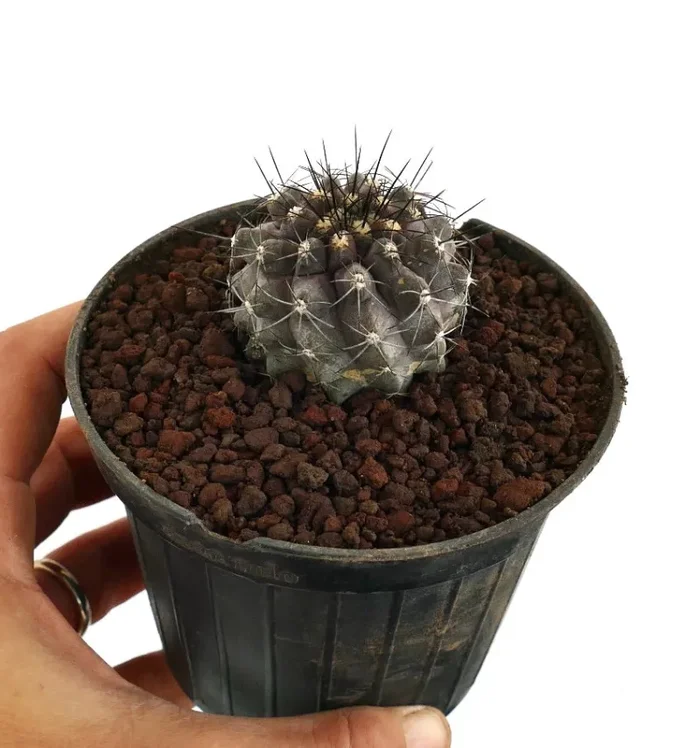 Copiapoa griseoviolacea X Copiapoa atacamensis - immagine 2