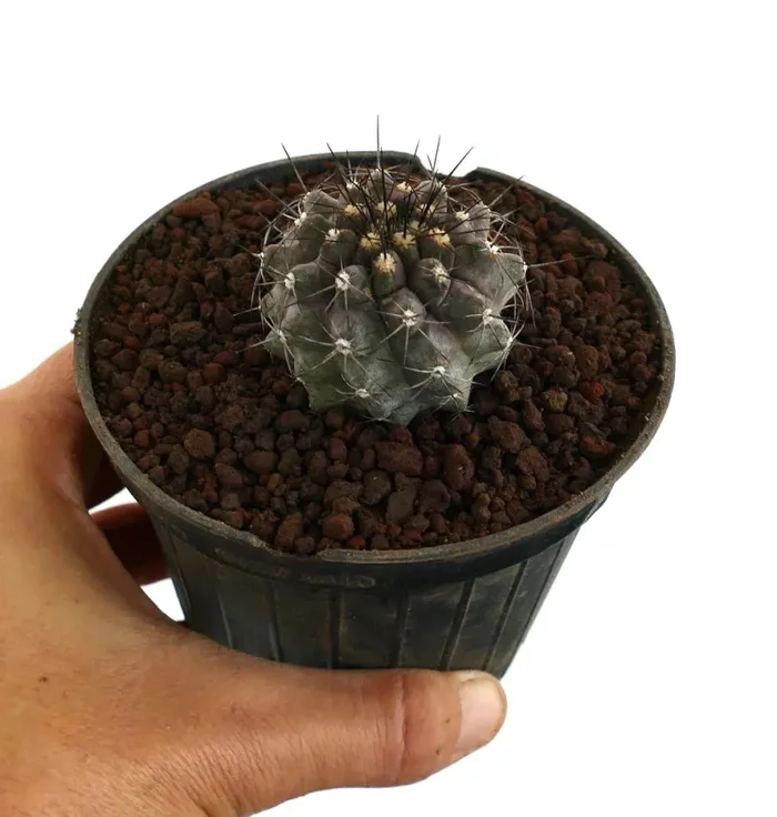 Copiapoa griseoviolacea X Copiapoa atacamensis - immagine 3