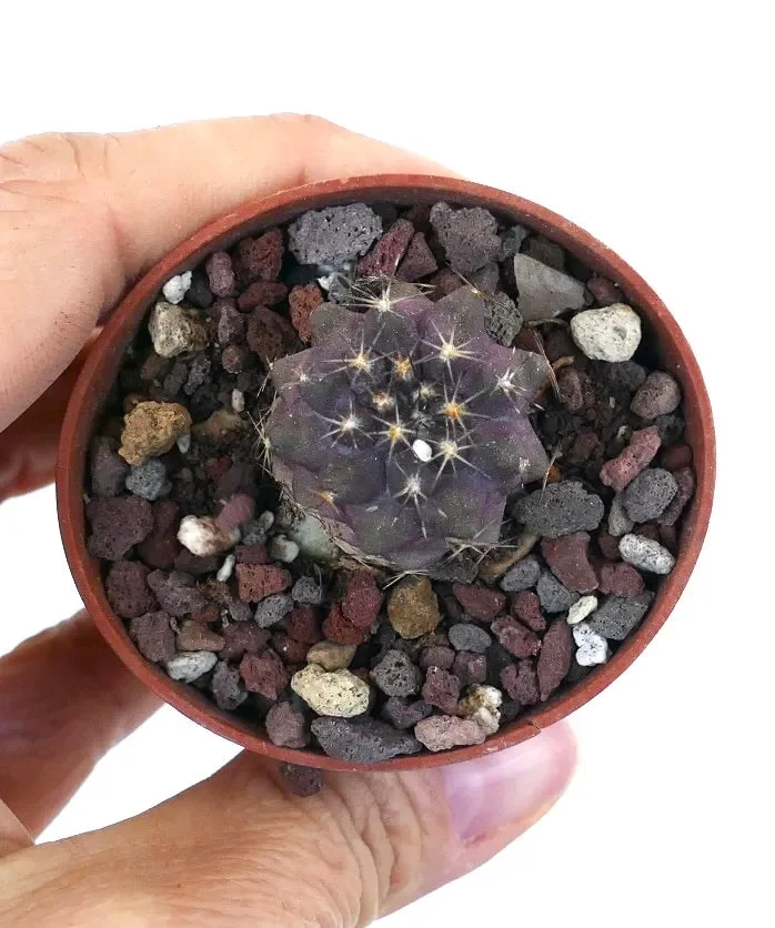 Copiapoa griseoviolacea X Copiapoa goldii SAB15 - immagine 2