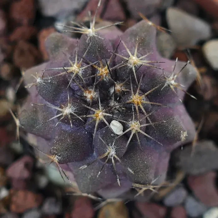 Copiapoa griseoviolacea X Copiapoa goldii SAB15 - immagine 3