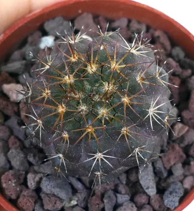 Copiapoa griseoviolacea X Copiapoa goldii