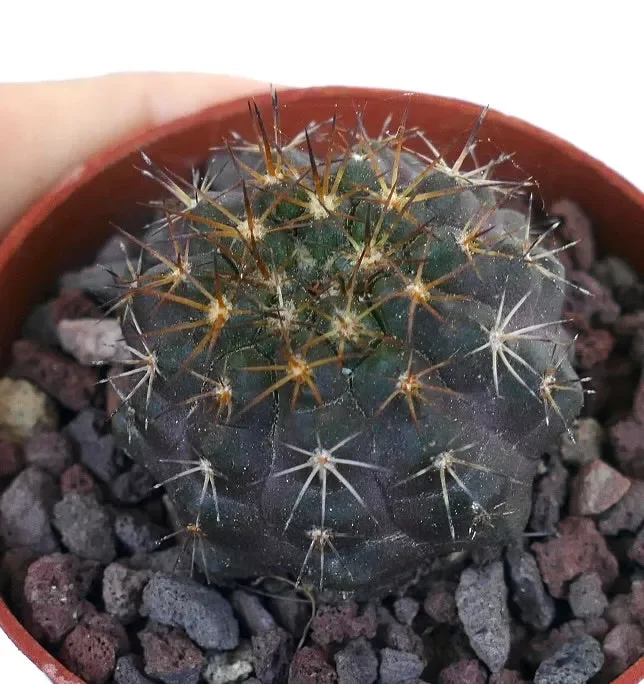 Copiapoa griseoviolacea X Copiapoa goldii - immagine 2