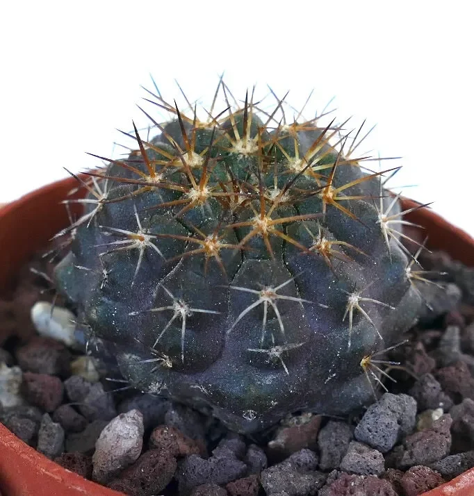 Copiapoa griseoviolacea X Copiapoa goldii - immagine 3